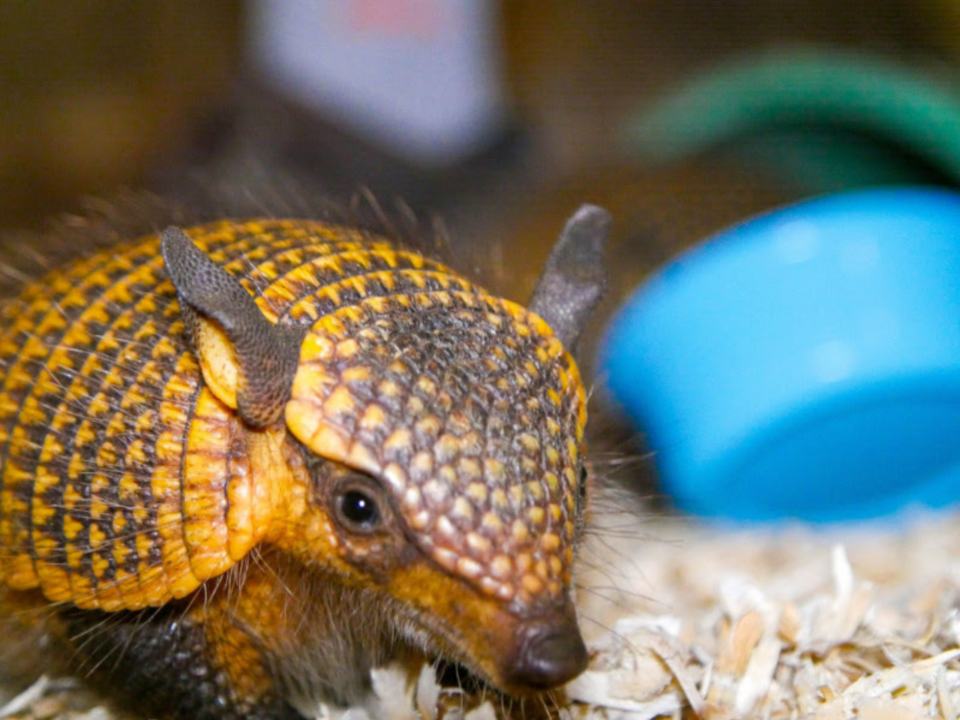 Audubon Zoo Welcomes New Bundles of Joy: Screaming Hairy Armadillo Pups ...