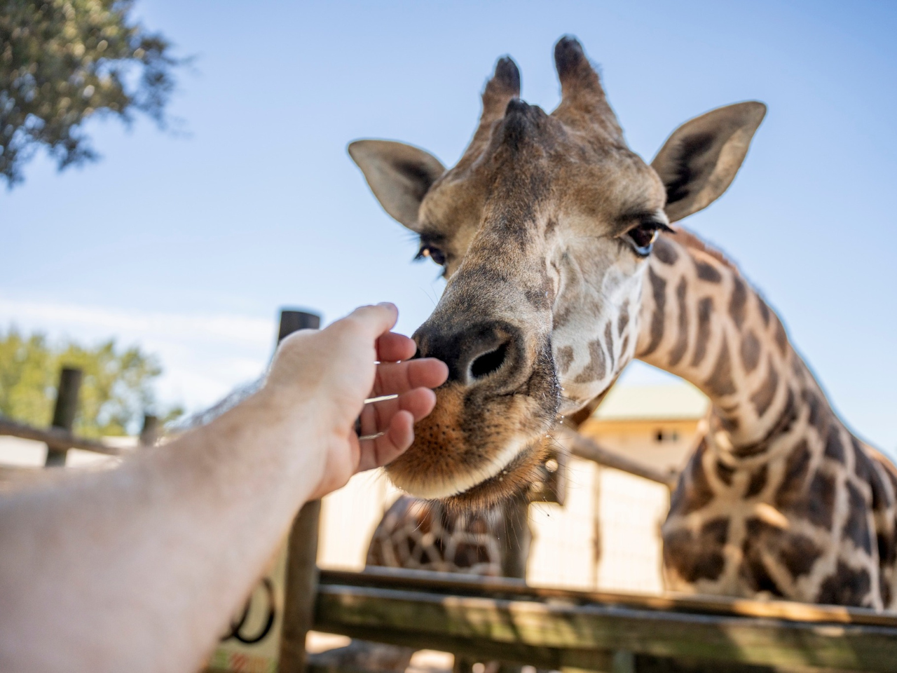 weekend getsways: navarre beach. giraffee at the zoo