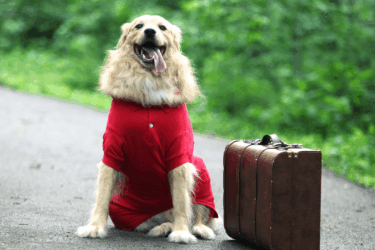 dog with suitcase; Hurricane Preparation Tips for Pet Owners