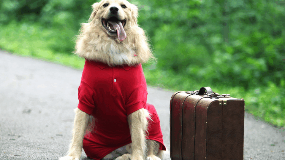 dog with suitcase; Hurricane Preparation Tips for Pet Owners