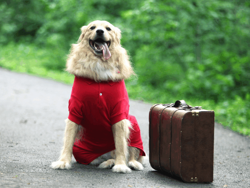 dog with suitcase; Hurricane Preparation Tips for Pet Owners