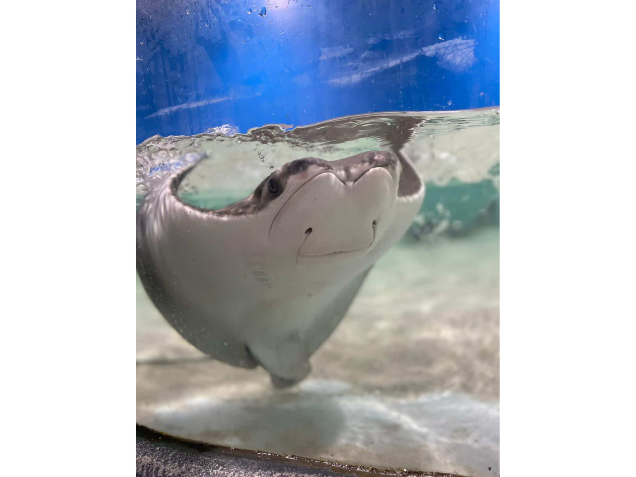 family-friendly attractions; blue zoo baton rouge