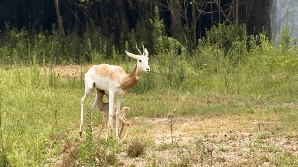 dama gazelle at brec baton rouge zoo