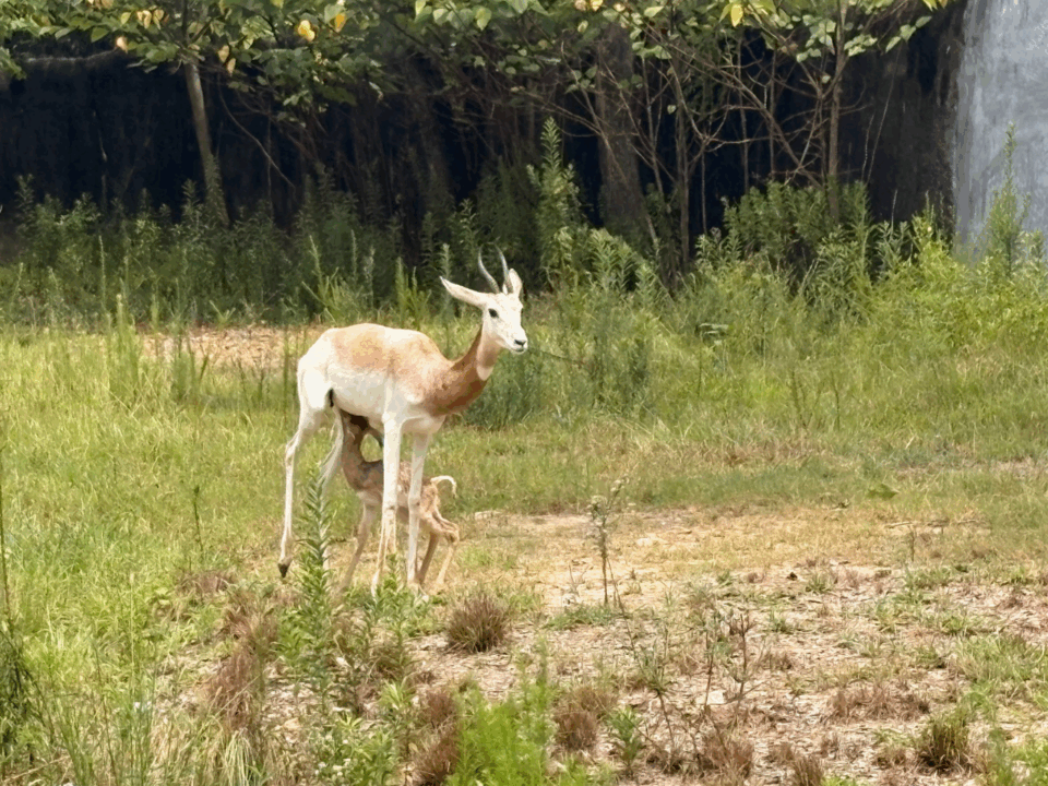 dama gazelle at brec baton rouge zoo